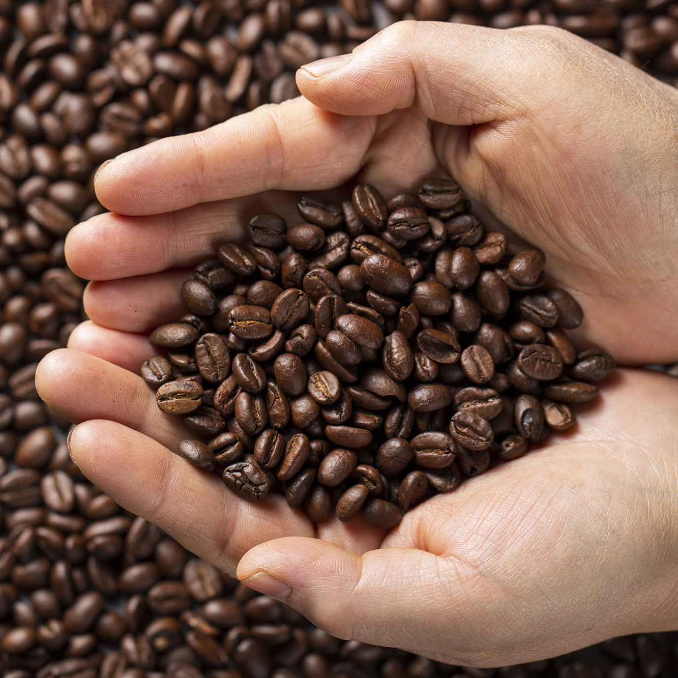 Hands holding fresh Colombian coffee beans