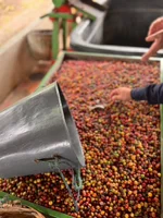 Cerezas de café recién cosechadas